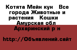 Котята Мейн кун - Все города Животные и растения » Кошки   . Амурская обл.,Архаринский р-н